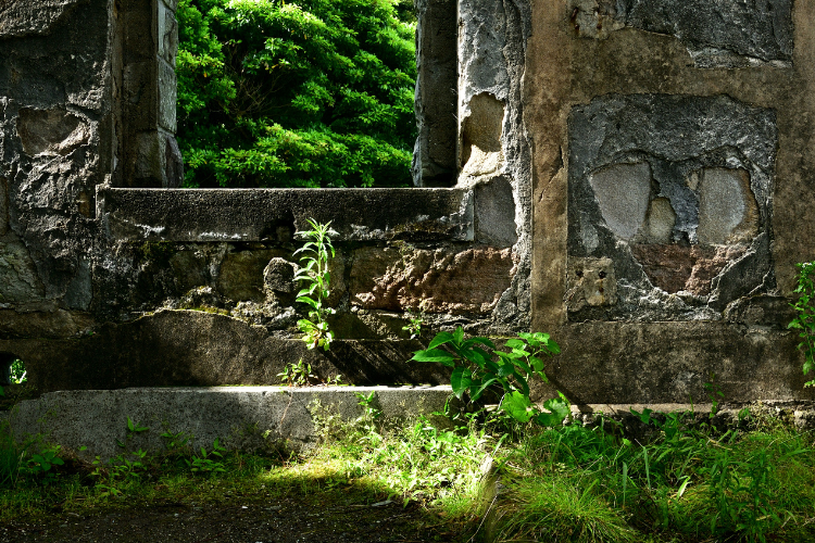 Au milieu des ruines, se cache la beauté…