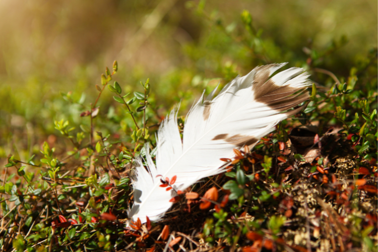 La plume, un signe, une synchronicité