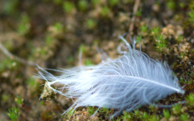 Les synchronicités : quand Dieu se met à parler…