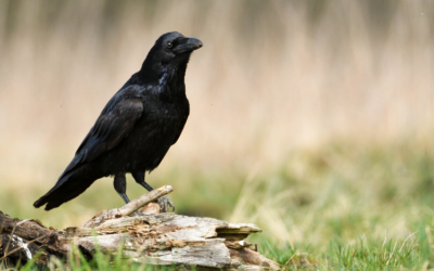 Le corbeau : sur la voie du deuil et de la renaissance…