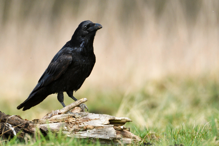 Le corbeau : sur la voie du deuil et de la renaissance…