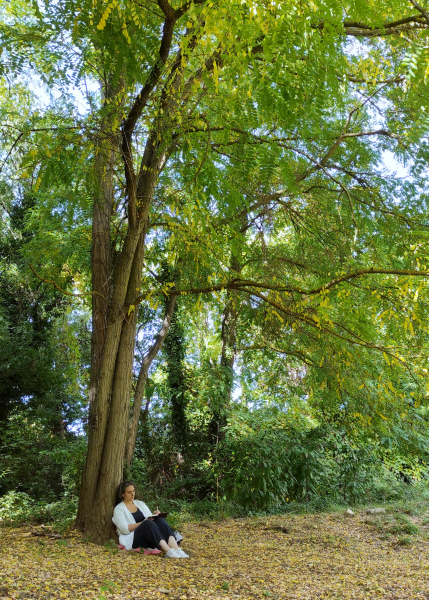 arbre marie ribeill
